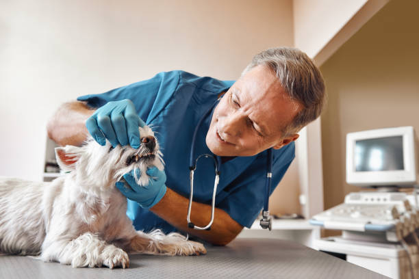 Best Emergency Dentist for Special Needs Patients in Woodland Beach, MI